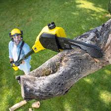 Best Tree Disease Treatment  in Hudson, NC